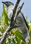 Barred Cuckooshrike