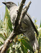 Barred Cuckooshrike