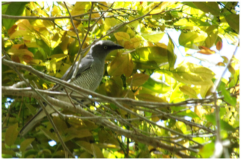 Barred Cuckooshrikeadult