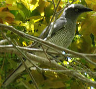 Barred Cuckooshrike