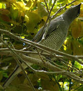 Barred Cuckooshrike