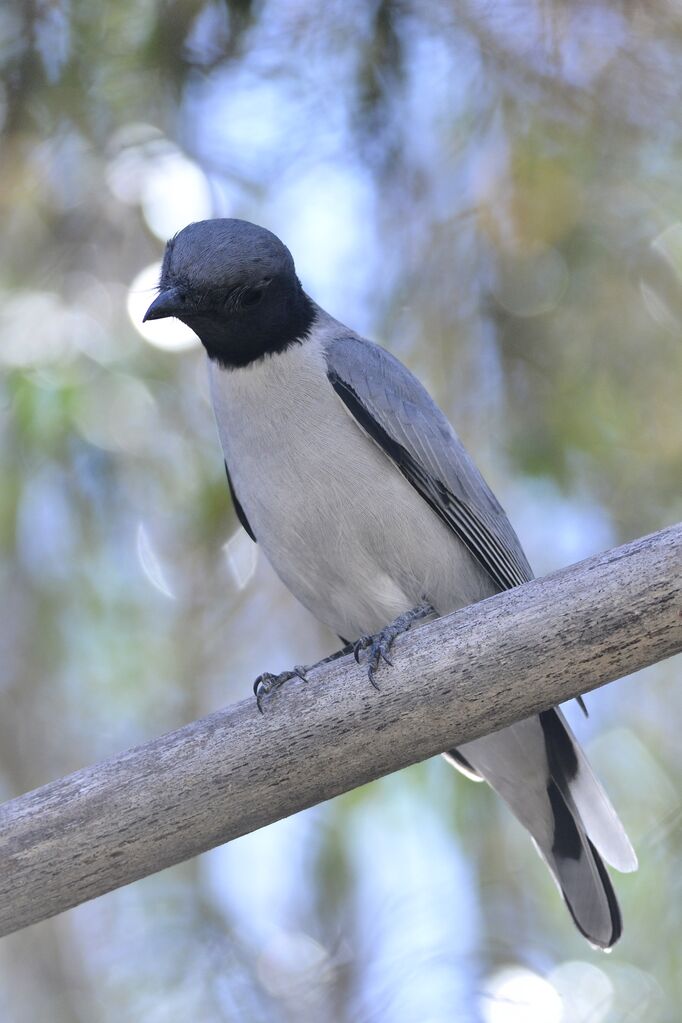 Madagascar Cuckooshrikeadult