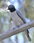 Madagascar Cuckooshrike