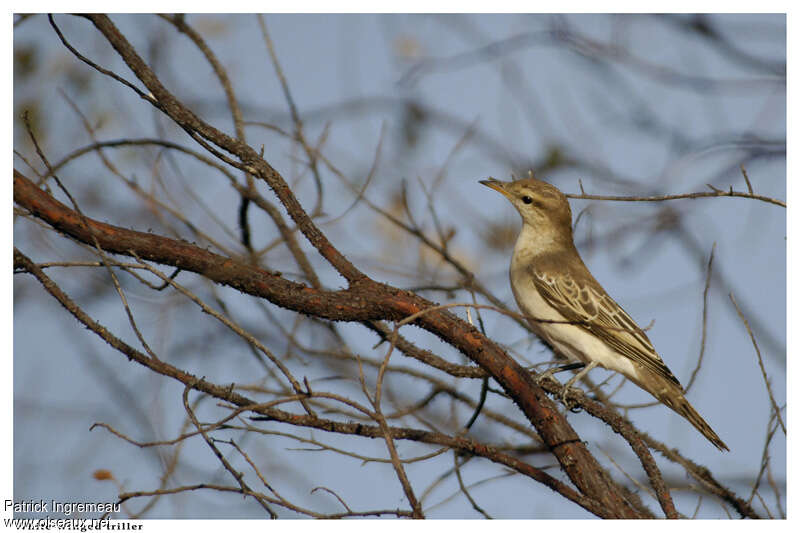 White-winged Triller female adult