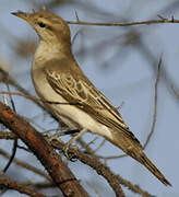 White-winged Triller