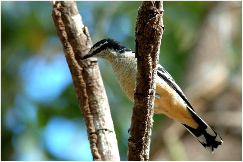 Varied Triller male adult