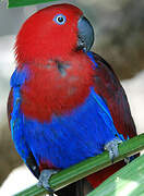 Papuan Eclectus