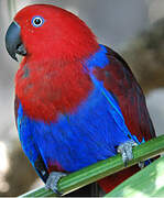 Papuan Eclectus