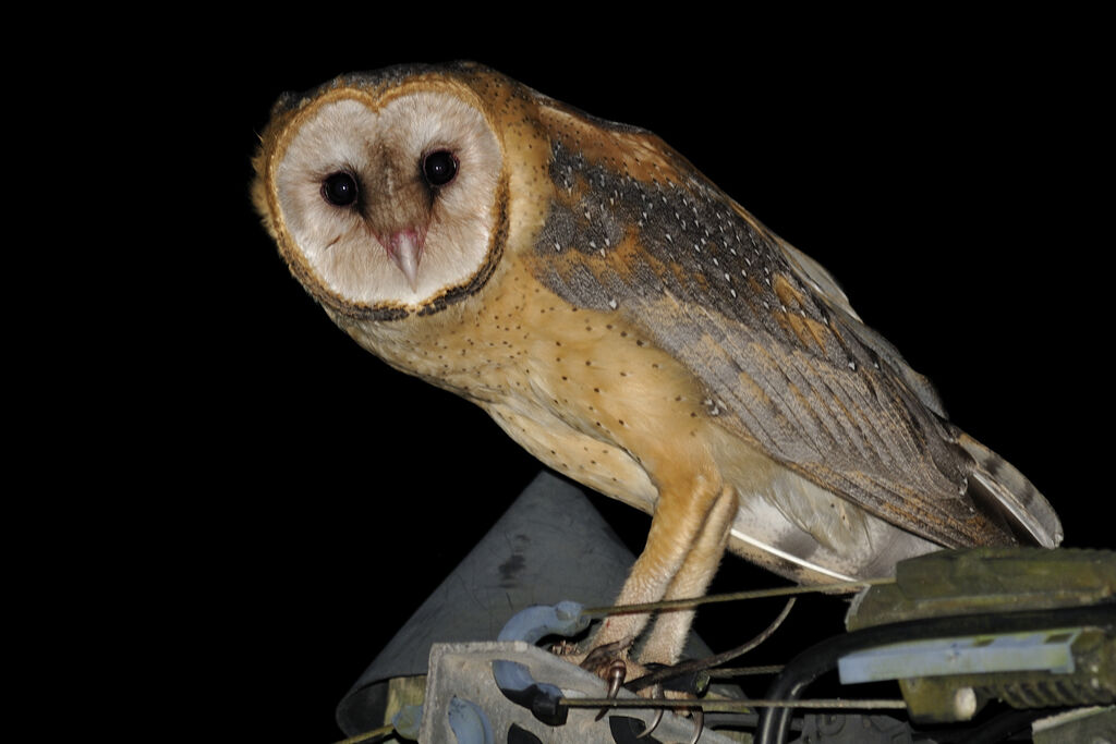 American Barn Owl