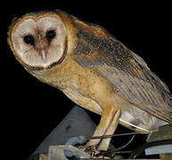 American Barn Owl