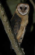 American Barn Owl