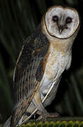 American Barn Owl