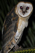 American Barn Owl