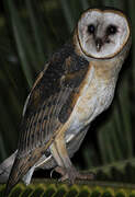 Western Barn Owl