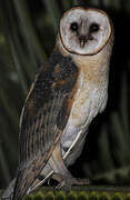 Western Barn Owl