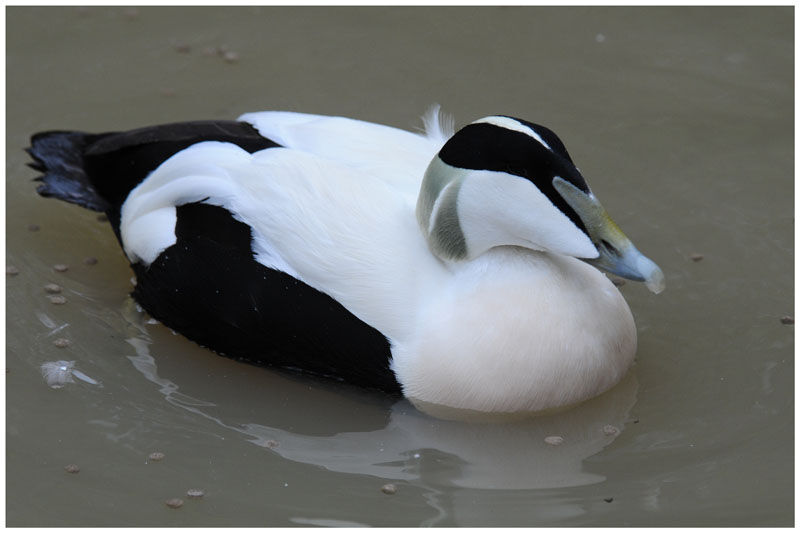 Eider à duvet mâle