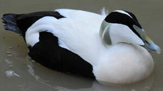 Common Eider