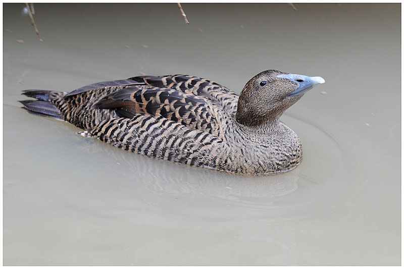 Eider à duvet femelle adulte