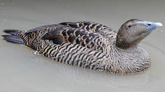 Common Eider