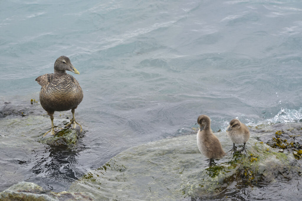 Eider à duvet