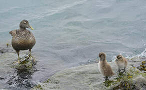 Common Eider