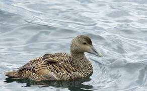 Common Eider