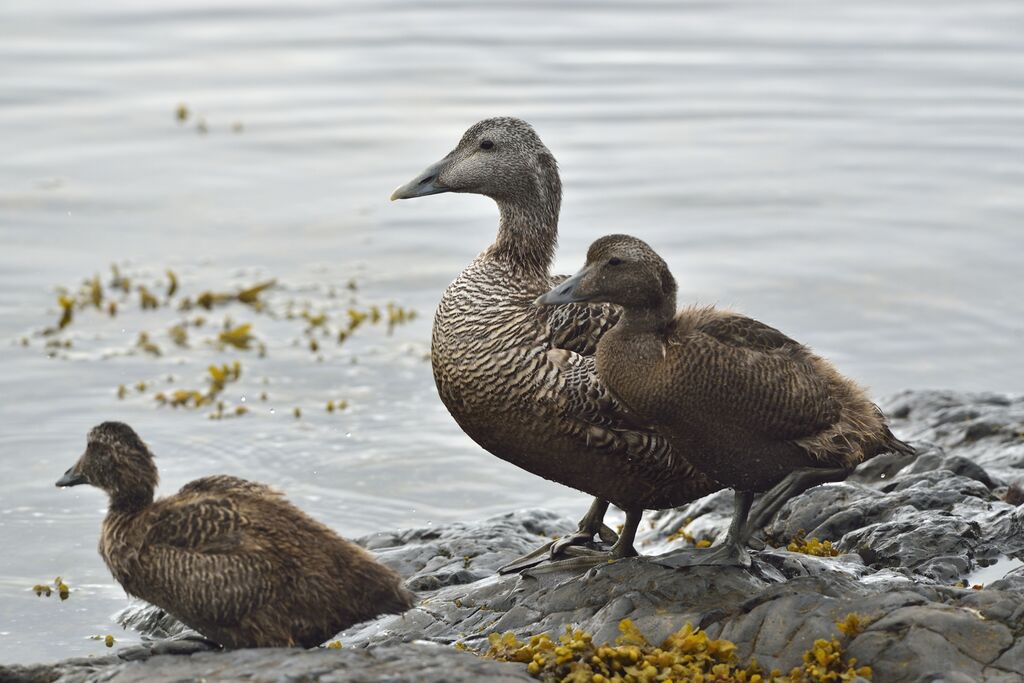 Common Eider