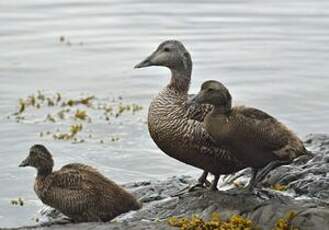 Eider à duvet