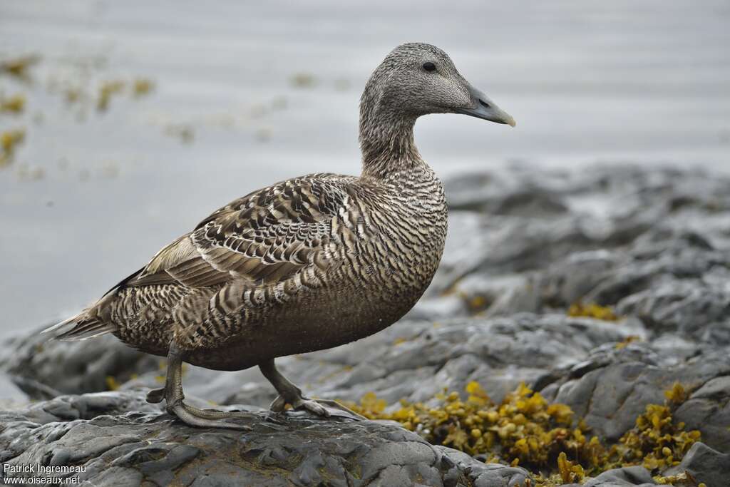 Common Eider female adult, identification