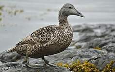 Eider à duvet