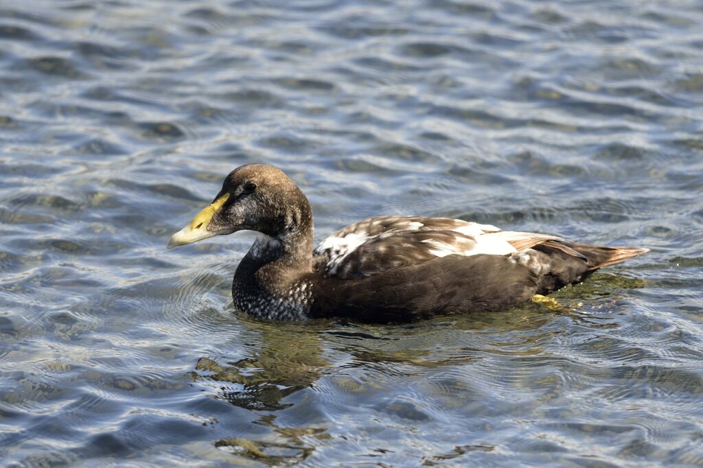 Eider à duvet mâle adulte transition