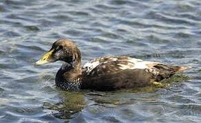 Common Eider