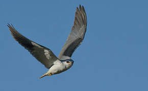 Black-winged Kite