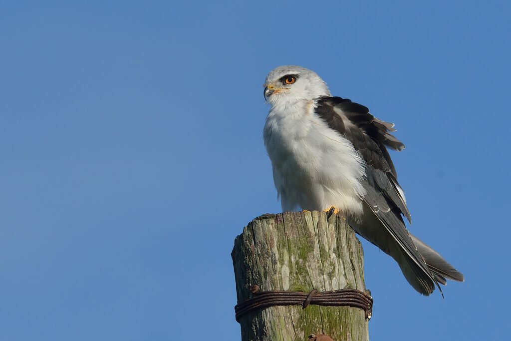 Black-winged Kite