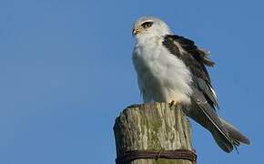 Black-winged Kite