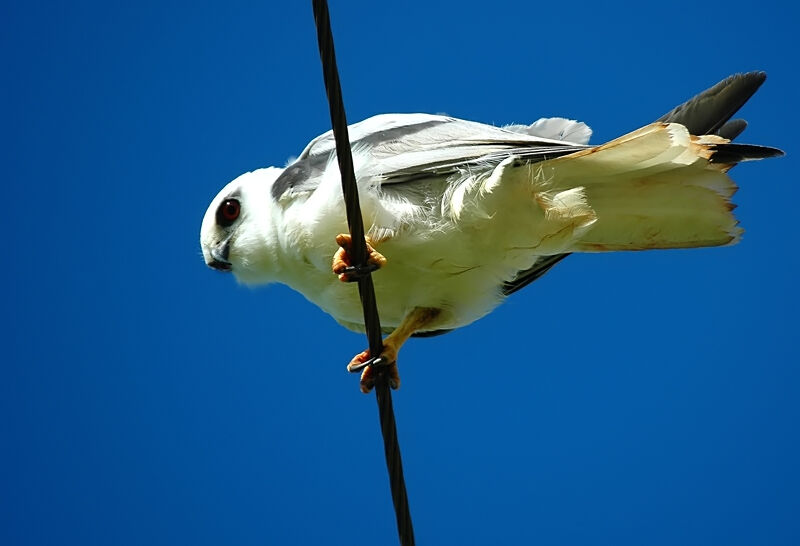 Black-shouldered Kite