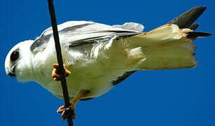 Black-shouldered Kite