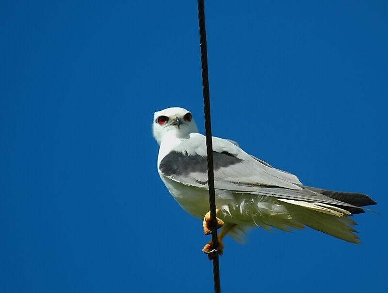 Black-shouldered Kite