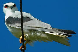 Black-shouldered Kite