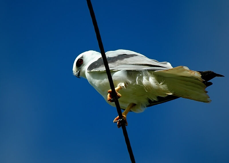 Black-shouldered Kite