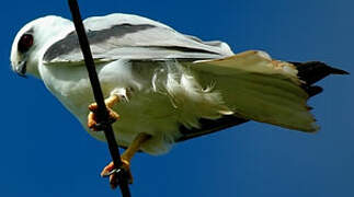 Black-shouldered Kite