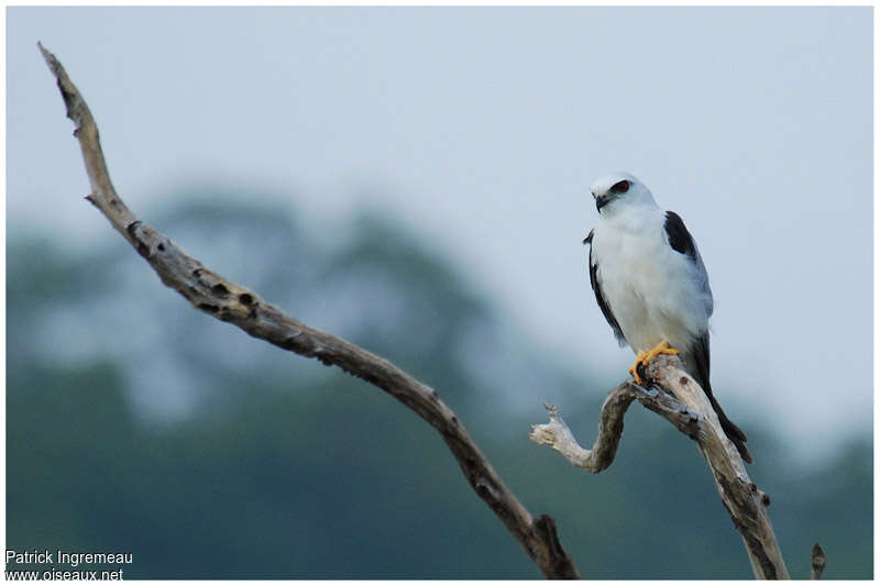 Black-shouldered Kiteadult, identification