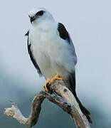 Black-shouldered Kite