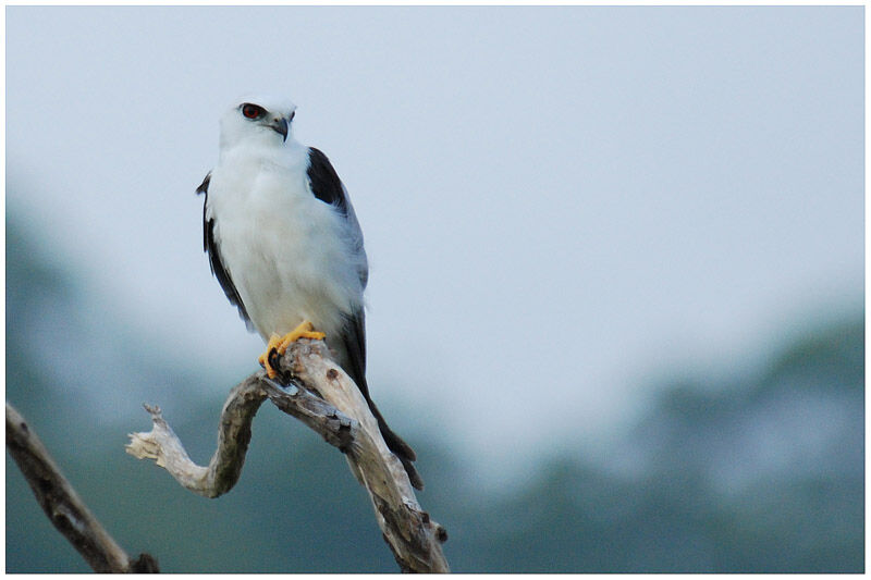 Black-shouldered Kiteadult