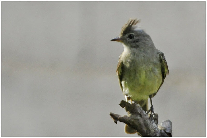 Yellow-bellied Elaeniaadult