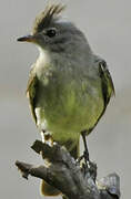 Yellow-bellied Elaenia