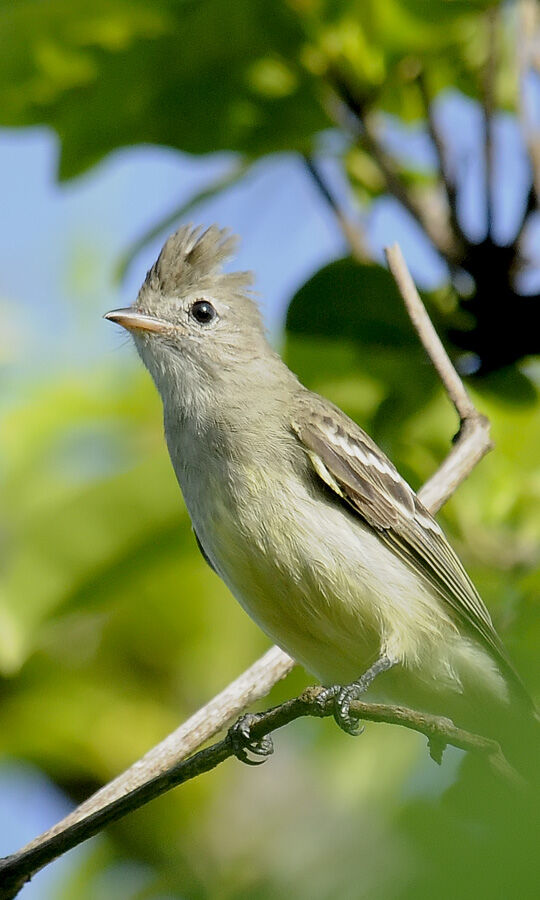 Yellow-bellied Elaeniaadult