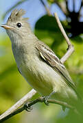 Yellow-bellied Elaenia