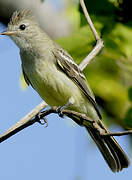 Yellow-bellied Elaenia