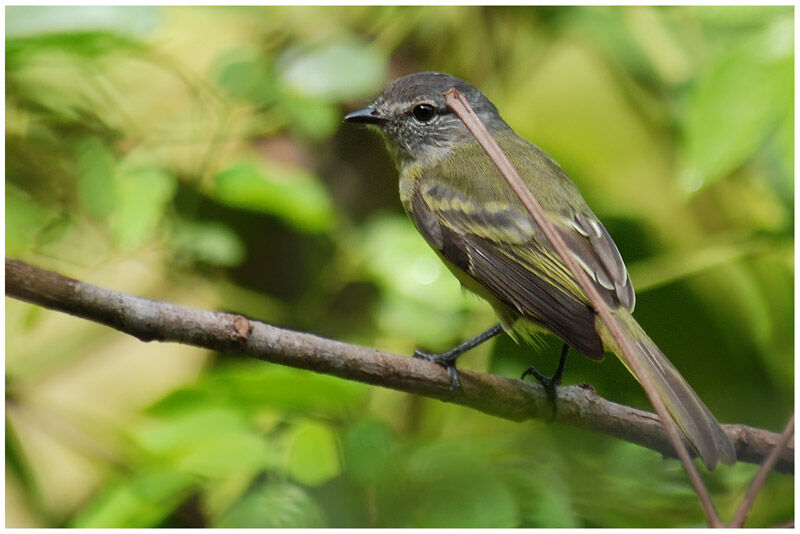 Forest Elaeniaadult